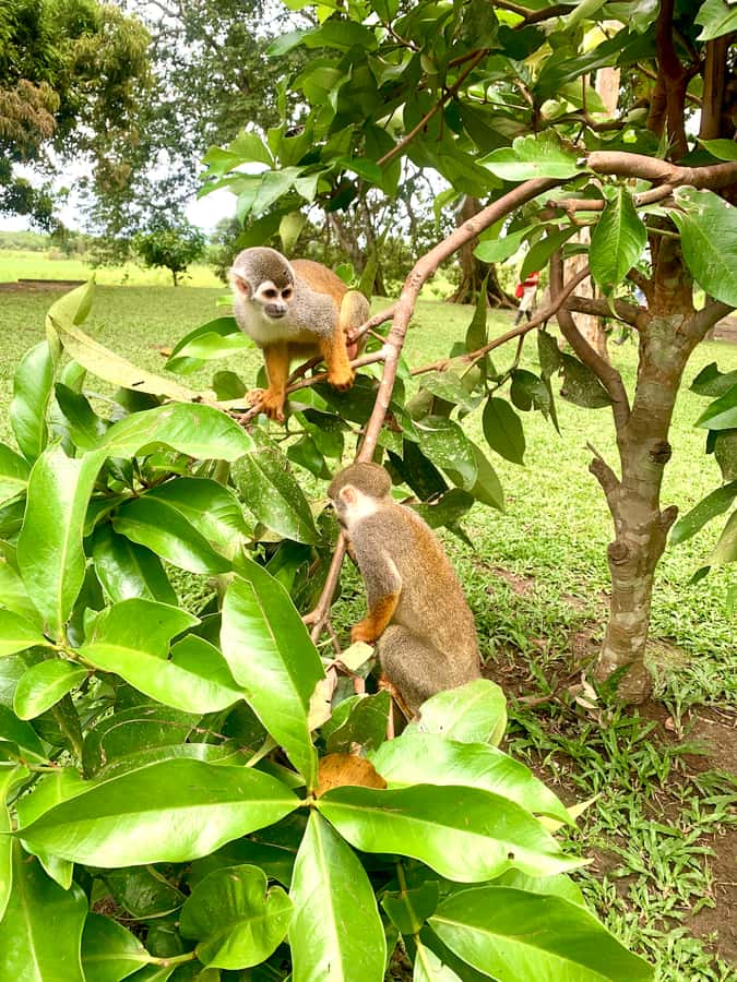 2-Day All Inclusive Guided Jungle Tour from Iquitos - Monkey Island: A Real-World Checklist of Amazon Primates