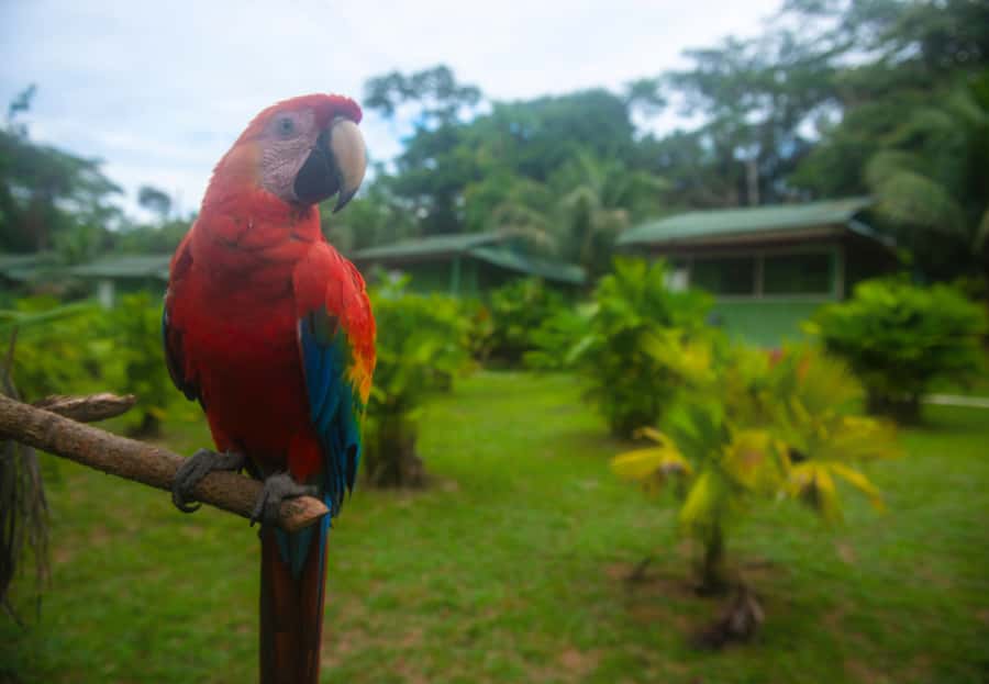 2-Day All Inclusive Guided Jungle Tour from Iquitos - Day Two Sunrise Jungle Walk: Monkeys, Birds, and Amazon Plants