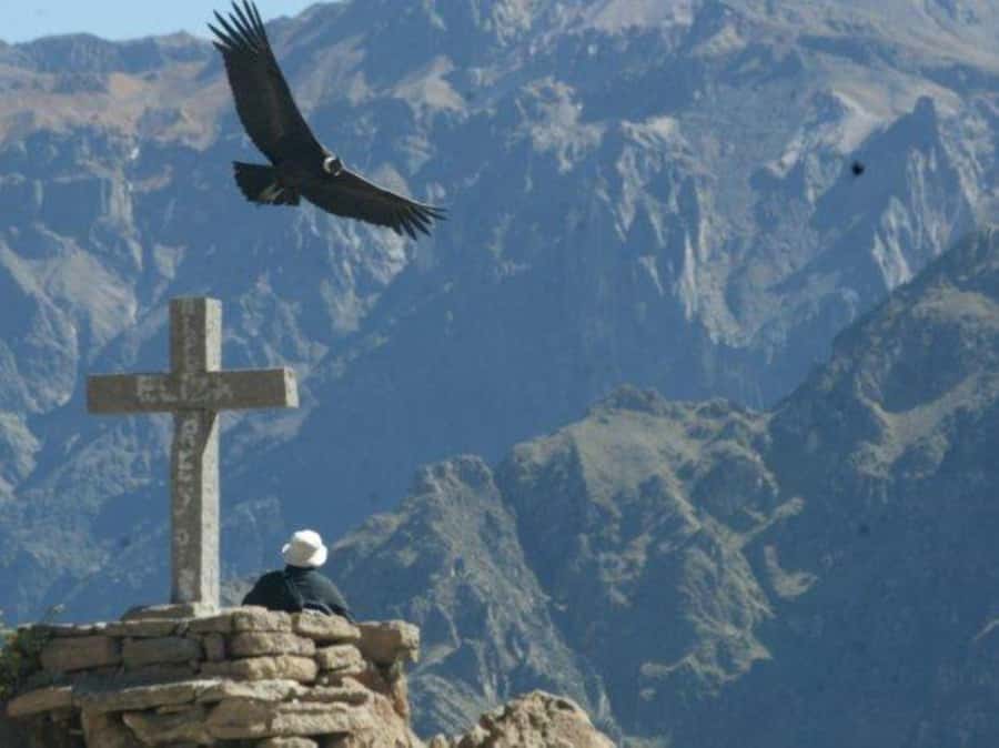 2-Day Colca Canyon Tour to Puno with accommodation - Pampa Cañahuas National Reserve: wildlife viewing done in open air