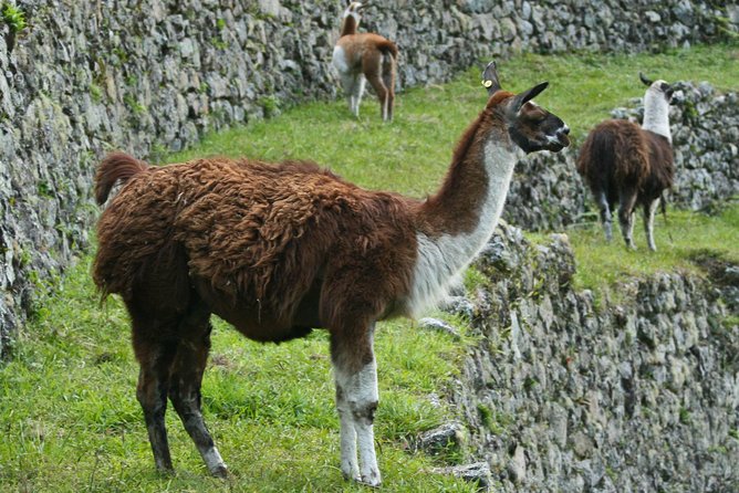 2 Day - Short Inca Trail to Machu Picchu - Group Service - The Huayna Picchu option: powerful, but timing can cost you