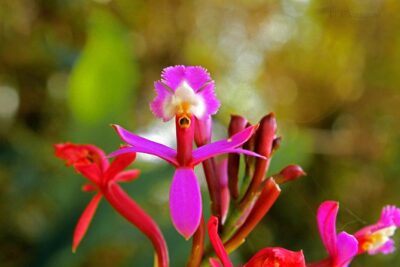 2 Day - Short Inca trail to Machu Picchu - Private Services - Wiñay Wayna to Inti Punku: why the timing gives you the best views first