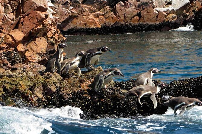 2-Hour Tour to the Ballestas Islands from Puerto San Martín - Ballestas Islands in Two Hours: What You’re Really Buying for $49