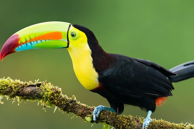 3-Day All Inclusive Guided Jungle Tour from Iquitos at Maniti Eco-Lodge - Monkey Island near Maniti Lodge: monkeys, mata-mata turtles, and giant reptiles