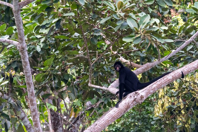 3-Day Eco-Sustainable Private Tour Manu National Park - Wildlife spotting: why the guide setup makes a real difference