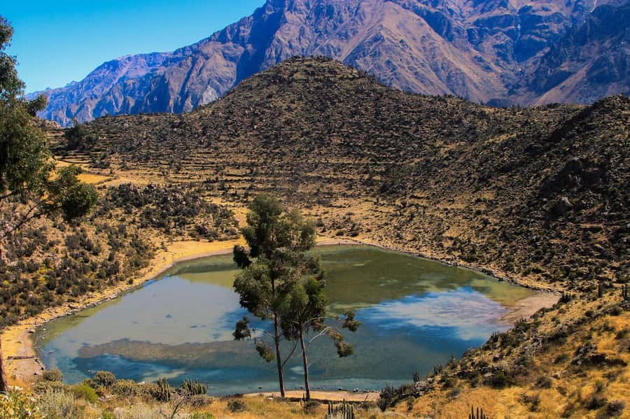 3-day trek to the Colca Canyon from Arequipa ending in Puno - The Colca Canyon trek: what makes this route special