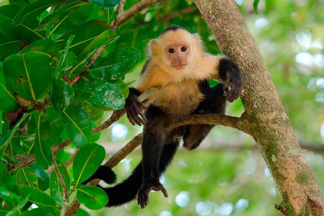 4 Day Tambopata Jungle Tour with Local Guide - Key things I’d plan for