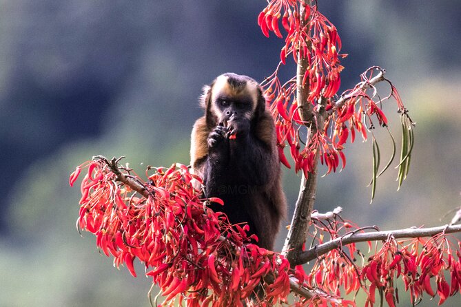 4 Day Tour to the Manu National Park - Key highlights worth planning around