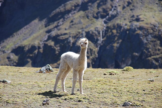 5 Day - Salkantay trek to Machu Picchu - Group Service - Guides, cooks, and the small-group feel