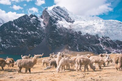 6 day Rainbow Mountain x Ausangate Trek - FlashpackerConnect - Day 2: Sunrise hikes toward the 7 lagoons (and wildlife in the high air)