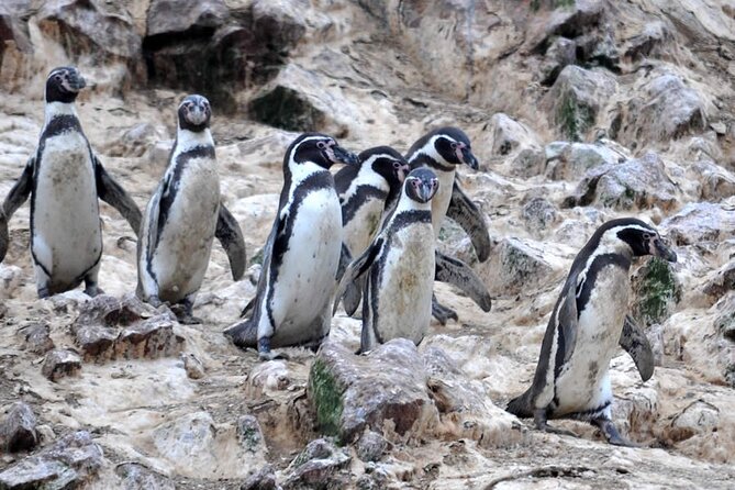 7-Hours Tour in Paracas National Reserve with Pickup - Stop 1: Ballestas Islands by slider boat