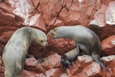 7-Hours Tour in Paracas National Reserve with Pickup - Stop 2: Paracas National Reserve drive, boardwalk hour, and Red Beach