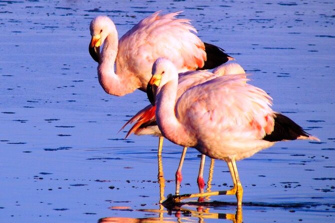 8-Hours Tour in Arequipa Laguna de Salinas with Pick-up - Price and value: how the $30 works once you add extras