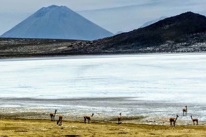 8-Hours Tour in Arequipa Laguna de Salinas with Pick-up - Guide quality: what “professional” looks like in the real world