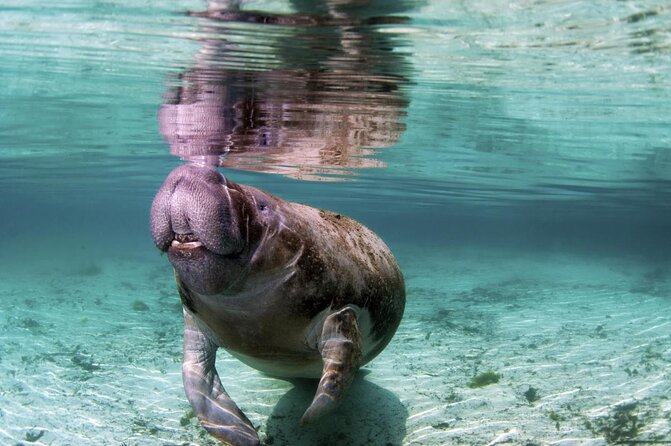 Amazon Rescue Center - Manatees Conservation Center Admission Ticket - Key Points You Should Know Before You Go