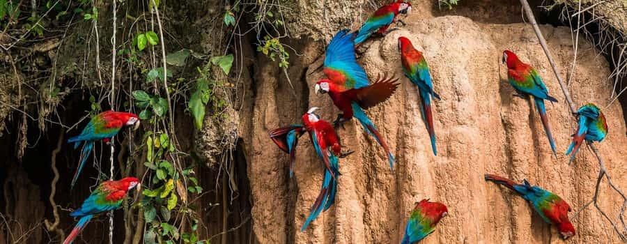 Amazonas Manu Cultural Zone 4 Days / 3 Nights - Key reasons this trip feels worth your time