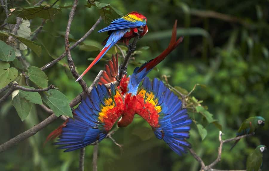 Amazonas Manu Cultural Zone 4 Days / 3 Nights - Cusco to Ajanaco Cloud Forest: the Andes-to-jungle shuffle