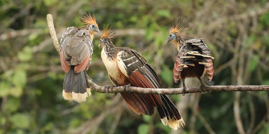 Amazonas Manu Cultural Zone 4 Days / 3 Nights - Atalaya, the Watchtower area, and the Machuhuasi lagoon raft ride