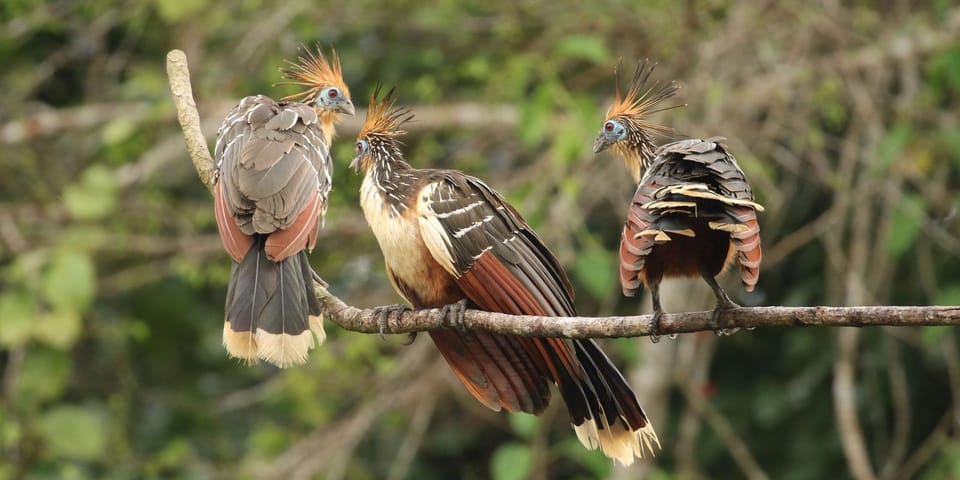 Amazonas Manu Cultural Zone 4 Days / 3 Nights - What the guides’ telescope and binoculars change in real life