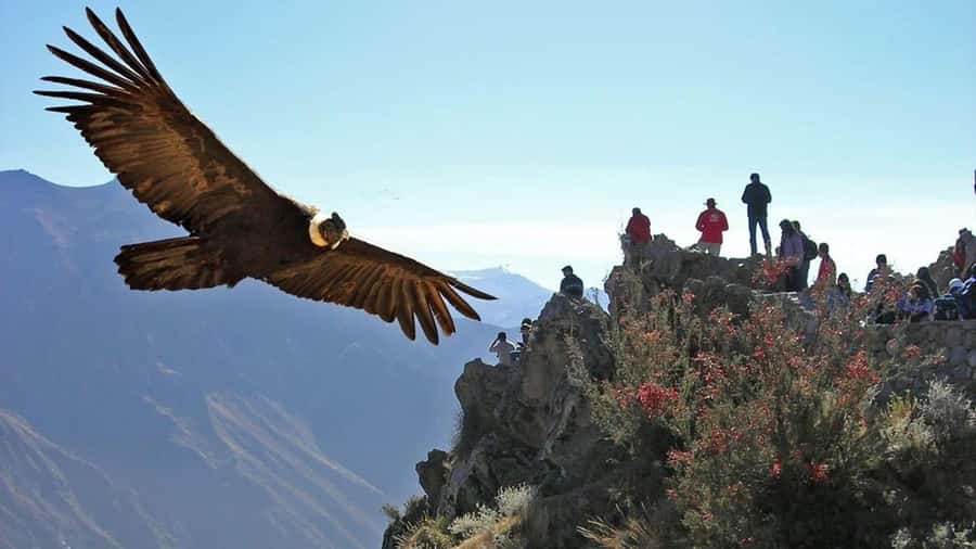 Arequipa: 2-Day Colca Canyon Classic Tour return to Arequipa - 6 things you’ll remember about this Colca Canyon tour