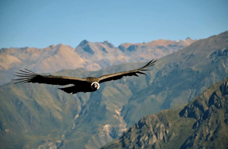 Arequipa: 2-Day Colca Canyon Classic Tour return to Arequipa - Altitude and comfort: the small choices that keep the trip enjoyable