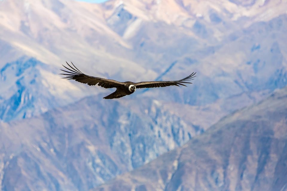 Arequipa : Colca Canyon 2-Day Adventure - Altitude comfort checklist that actually helps