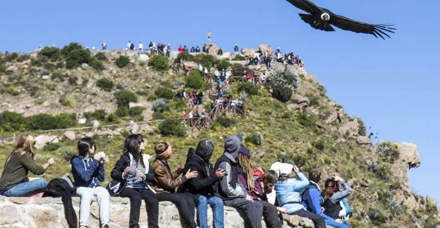 Arequipa: Full Day Colca Canyon Tour with transfer to Puno - Cruz del Cóndor is the main event (and why it’s worth the effort)
