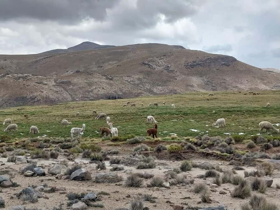 Arequipa: Full-Day Tour to Salinas Salt Lake - Lojen mini-volcanoes and optional open-air hot pools at 4,000m