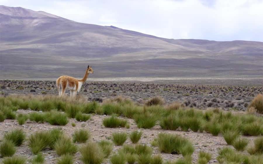 Arequipa: Fullday Colca Canyon + Lunch + Transfer to Puno - Lunch in Chivay: buffet food that keeps the day going