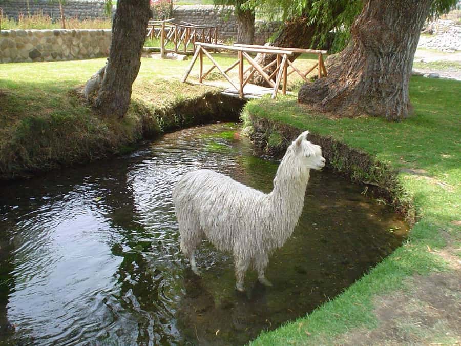 Arequipa Panoramic Bus Tour - Countryside Stops: Sachaca, Vogl vía landscaper, and What “Countryside” Means Here