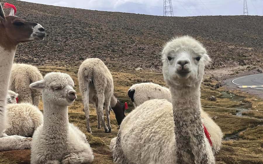 Arequipa: trekking to the Colca Canyon 2 days/1 night - Price and value: is $160 a fair deal?