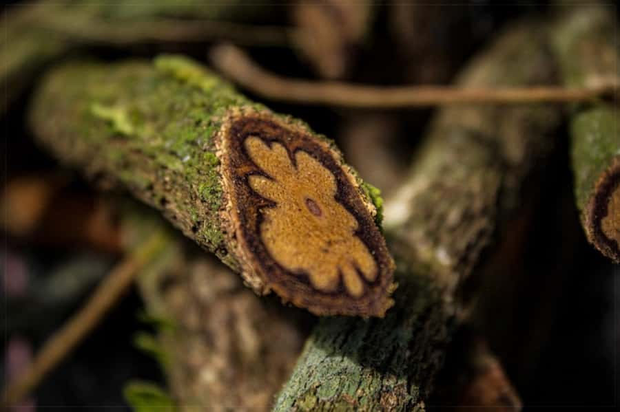 Ayahuasca Ceremony 1 Day in Cusco - Key Things to Know Before You Go
