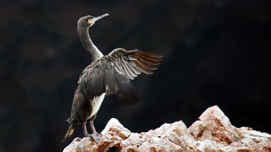 Ballestas Islands and Huacachina Oasis Half-Day Tour - Ballestas Islands Speedboat: Wildlife and Cave Visits