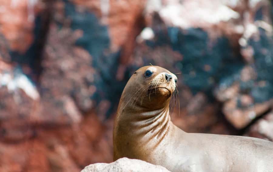 Ballestas Islands and Huacachina Oasis Half-Day Tour - Price and What You Get for $118