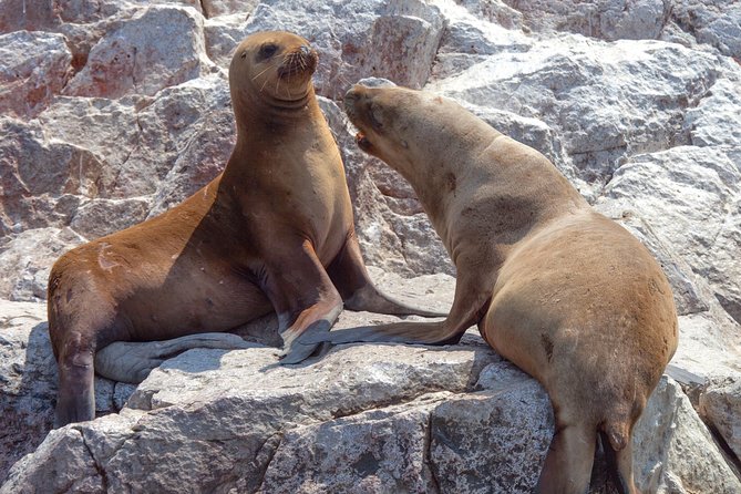 Ballestas Islands Group Tour from Paracas - Price and value: $15 is the start, not the full bill