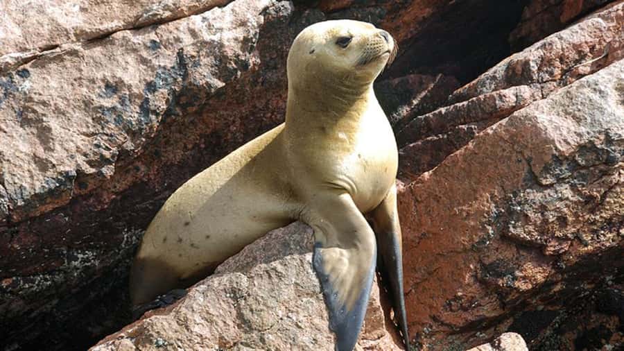 Ballestas Islands & Paracas National Reserve from Paracas - Paracas National Reserve stops: La Catedral, Playa Roja, and Lagunillas