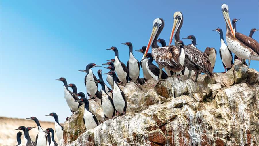 Ballestas Islands & Paracas National Reserve from Paracas - Price and logistics: what the $34 covers, and what costs extra