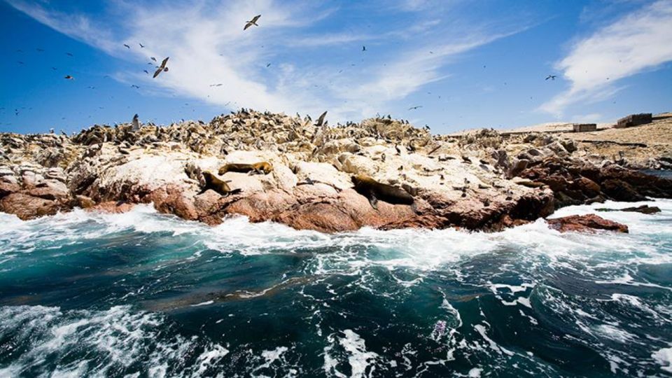 Ballestas Islands & Paracas National Reserve from Paracas - Should you book Ballestas Islands and Paracas National Reserve from Paracas?
