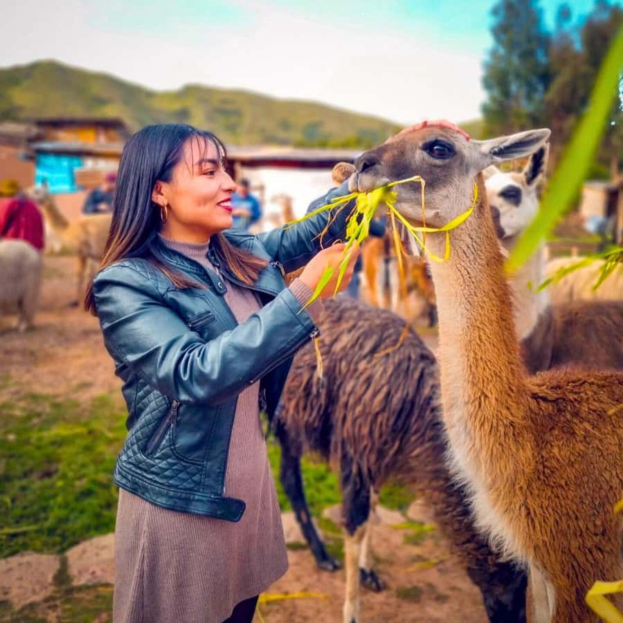 BUS 180 CUSCO - Logistics that can make or break your day