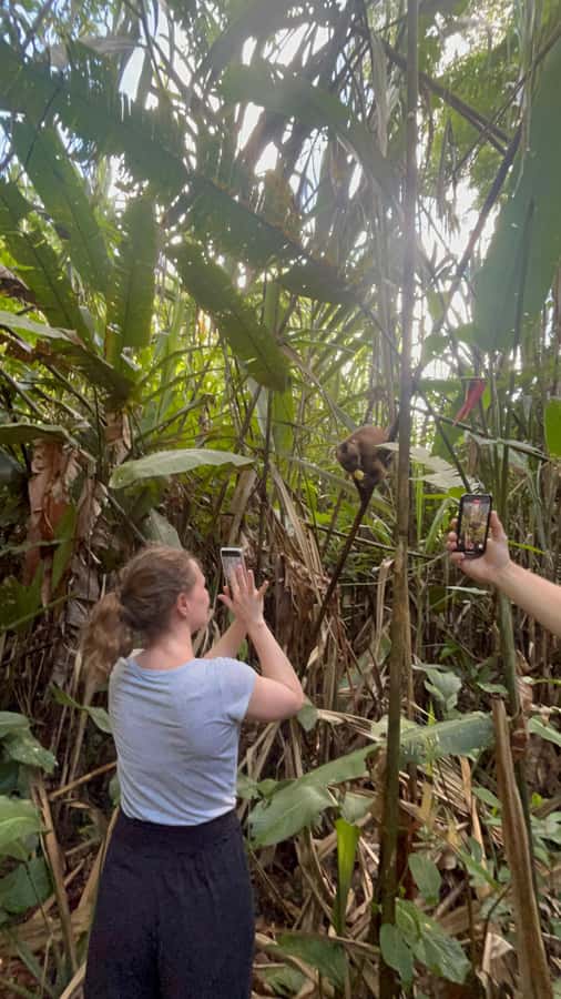 Canopy Tower, Zipline, Kayak, and Monkey Island … - Key things you’ll remember