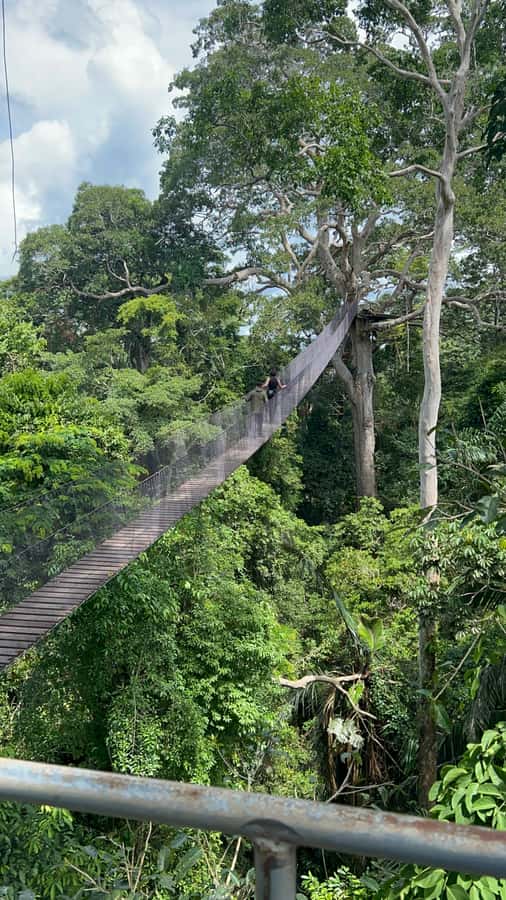 Canopy Tower, Zipline, Kayak, and Monkey Island … - Where this adventure fits in Peru’s rainforest day