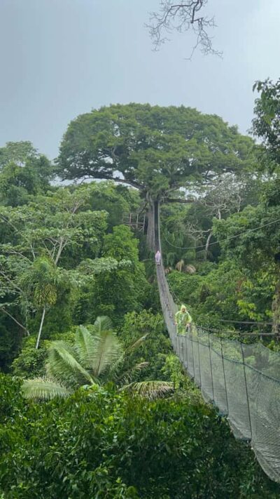 Canopy Tower, Zipline, Kayak, and Monkey Island … - The forest approach: 200 meters to the Canopy Tower