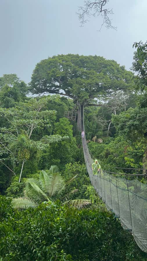 Canopy Tower, Zipline, Kayak, and Monkey Island … - The forest approach: 200 meters to the Canopy Tower