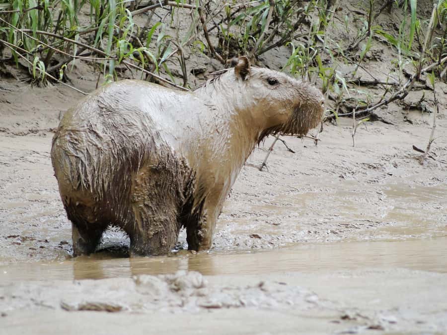 Capibara and caiman search on the Tambopata river - How your guide changes the experience: what you’re actually learning