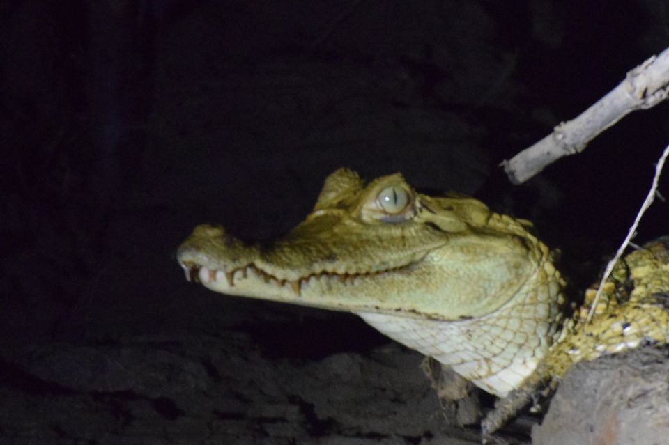 Capibara and caiman search on the Tambopata river - Dry-season extras: a jungle beach walk and turtle nest searching