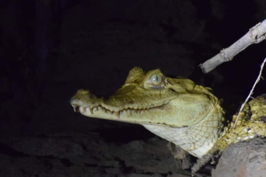 Capibara and caiman search on the Tambopata river - Tambopata National Reserve: why a quick photo stop can still matter