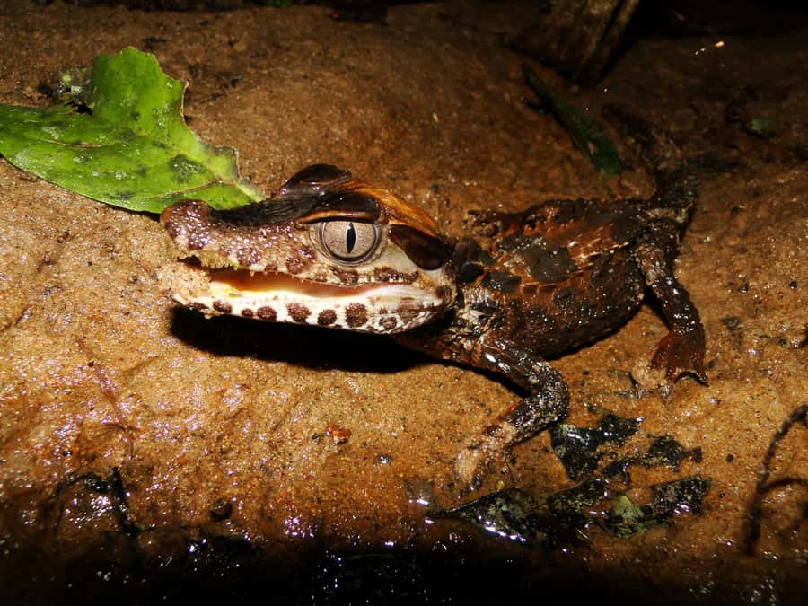 Capibara and caiman search on the Tambopata river - Price and value: what $55 is buying you in practice