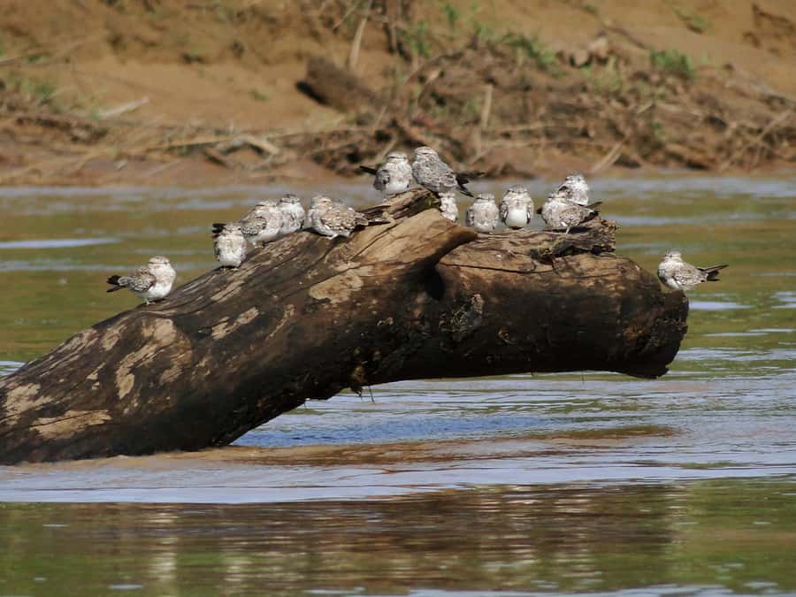 Capibara and caiman search on the Tambopata river - Scheduling and what to expect with weather