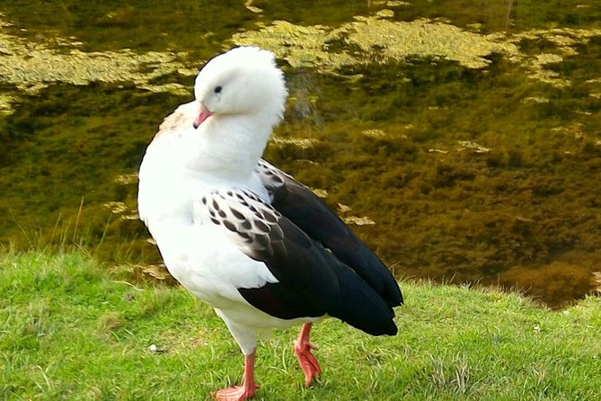 Cochahuasi Animal Sanctuary® Admission Ticket - Animals and conservation stories you can expect to hear