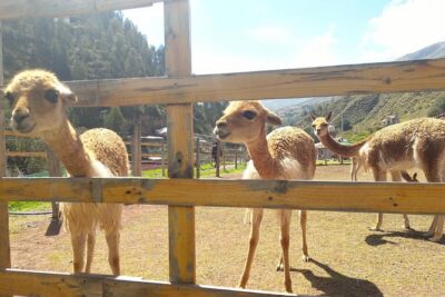 Cochahuasi Animal Sanctuary® Admission Ticket - Ticket value: $10 admission, local guide included, small group