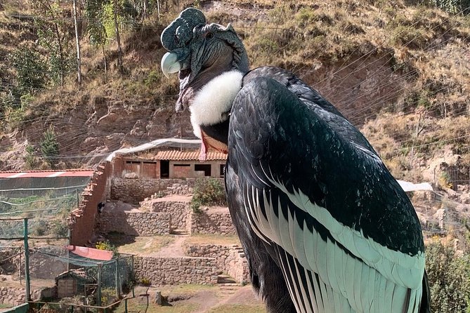 Cochahuasi Animal Sanctuary® Admission Ticket - Getting there from Cusco: plan the return ride
